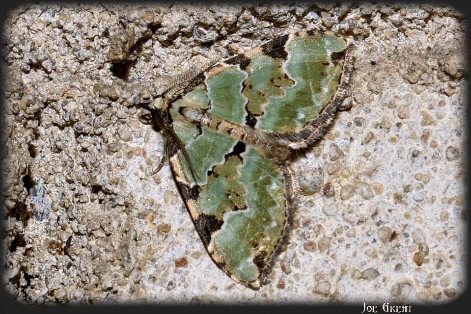 Colostygia pectinataria - zöld levélaraszoló