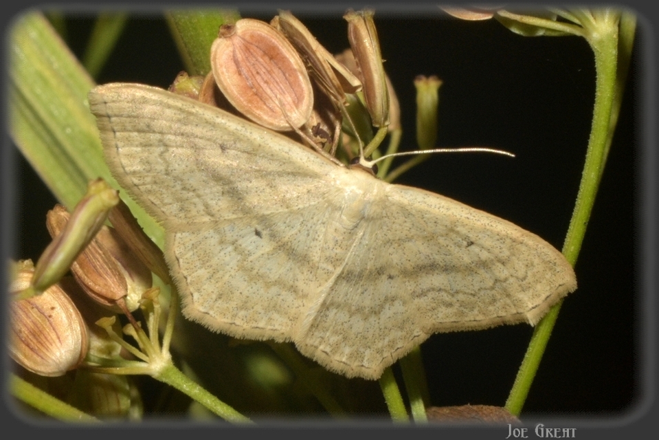 Scopula nigropunctata - feketepettyes araszoló