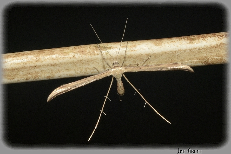 Pterophoridae - tollasmolyfélék