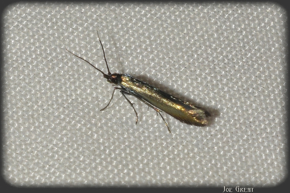 Coleophora