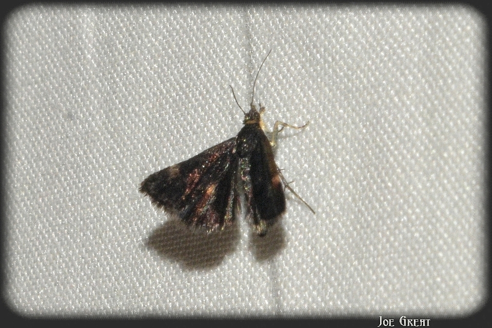 Heliothela wulfeniana - fényes kormosmoly
