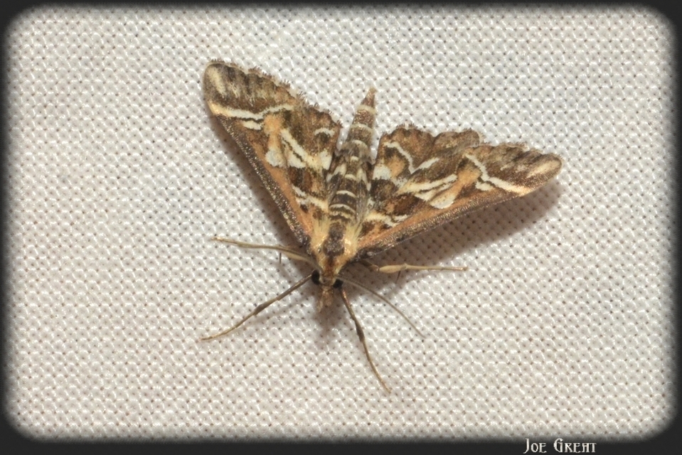 Diasemia reticularis - betűmintás tűzmoly