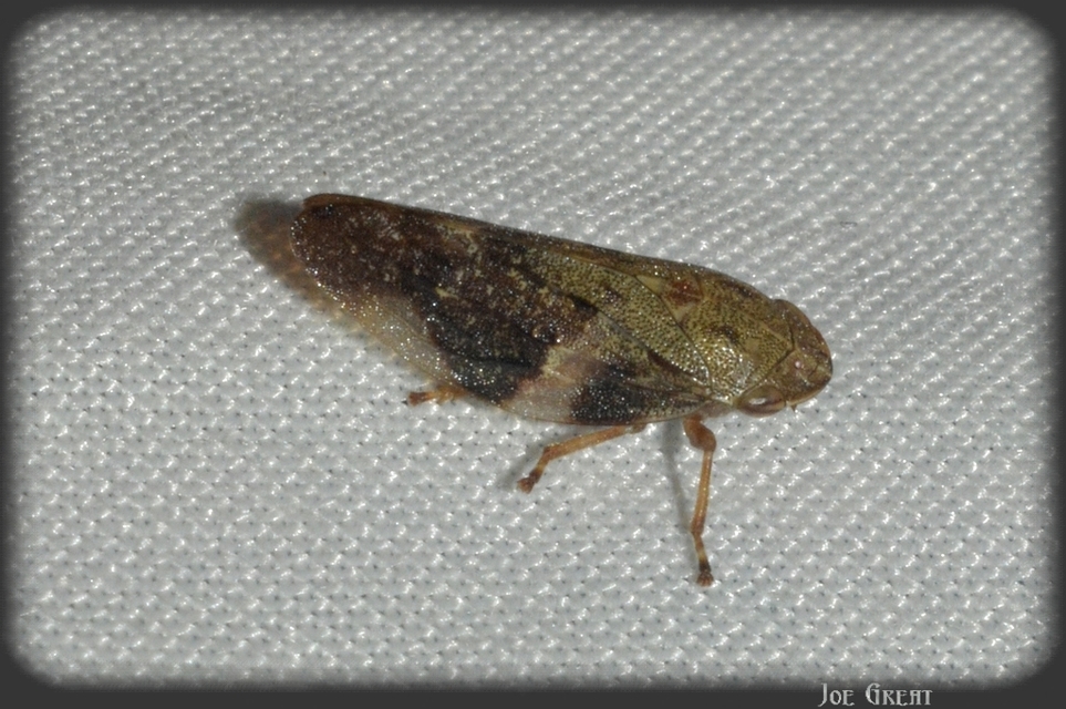 Aphrophora alni