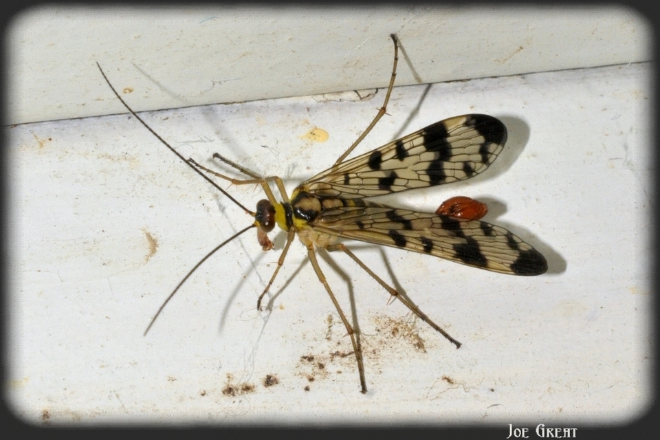 Mecoptera - Csőrösrovarok
