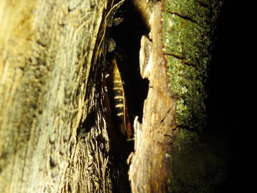 Amphipyra berbera/pyramidea