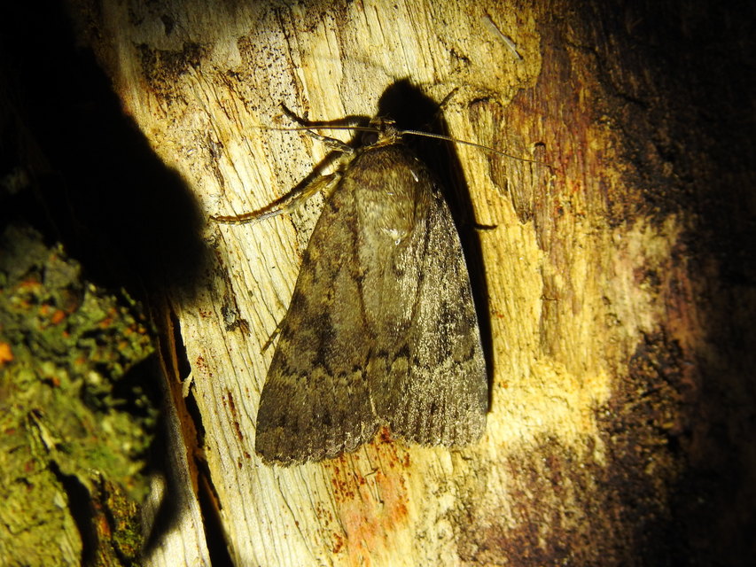 Amphipyra berbera/pyramidea