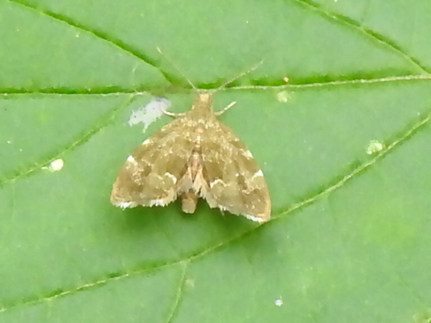 Choreutidae - levélmolyfélék