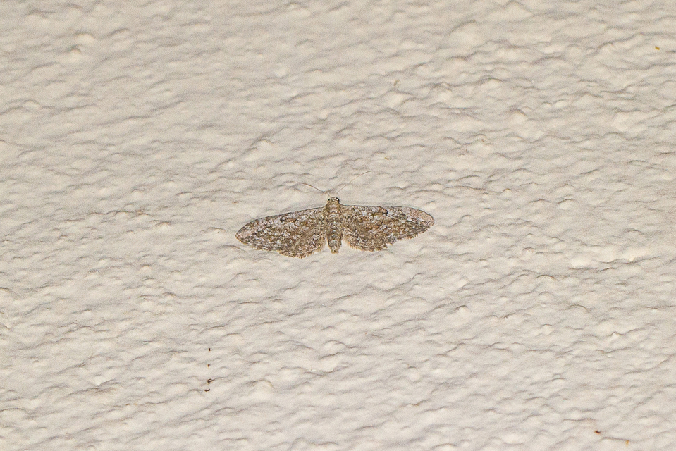 Eupithecia semigraphata - rajzos törpearaszoló