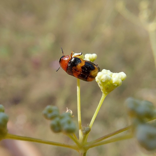 Coptocephala unifasciata - sárgalábú hullóbogár