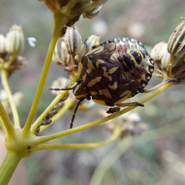 Carpocoris
