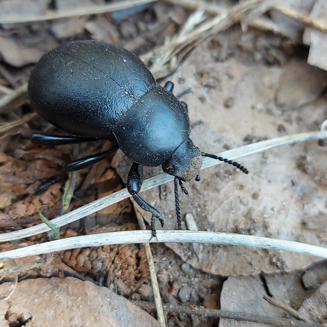 Gnaptor spinimanus - pohos gyászbogár