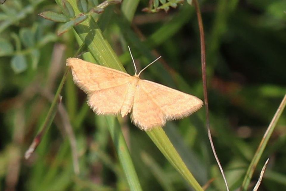 Idaea serpentata - kis sávosaraszoló