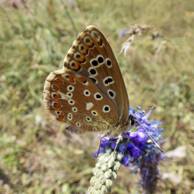 Polyommatus coridon - ezüstkék boglárka