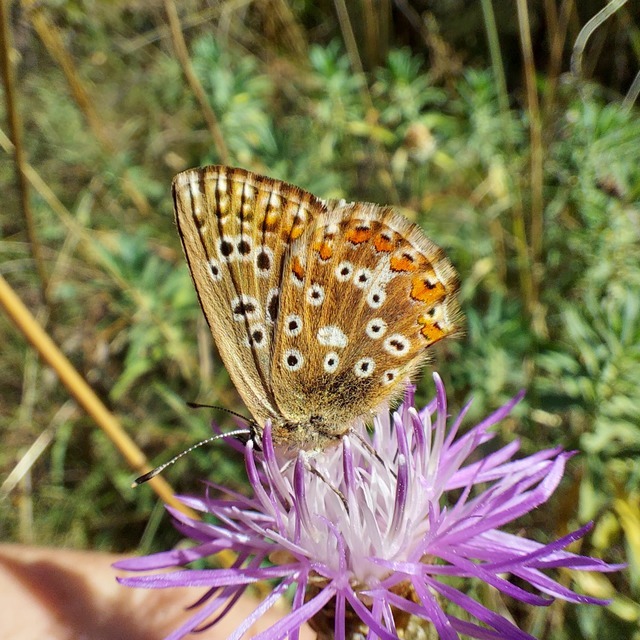 Polyommatus coridon - ezüstkék boglárka