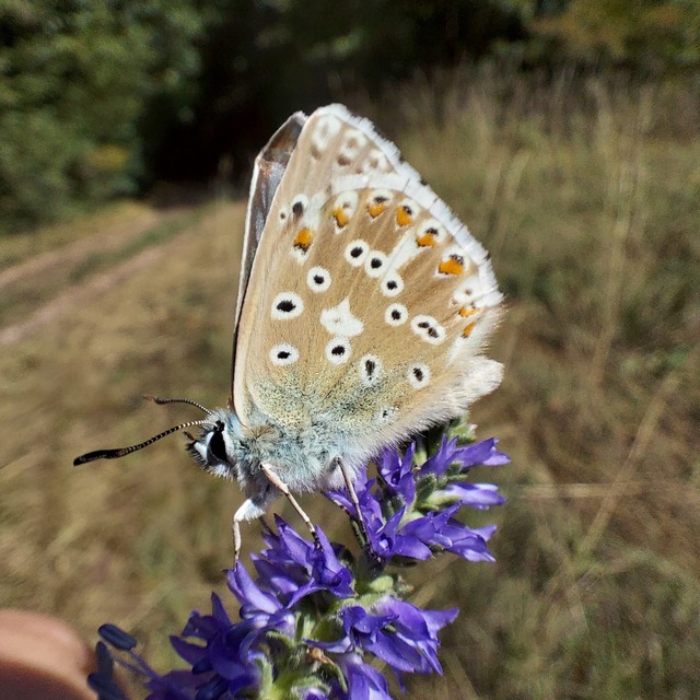 Polyommatus coridon - ezüstkék boglárka