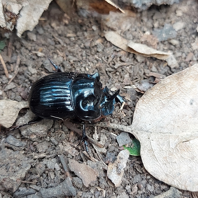 Copris lunaris - közönséges holdszarvú-ganéjtúró