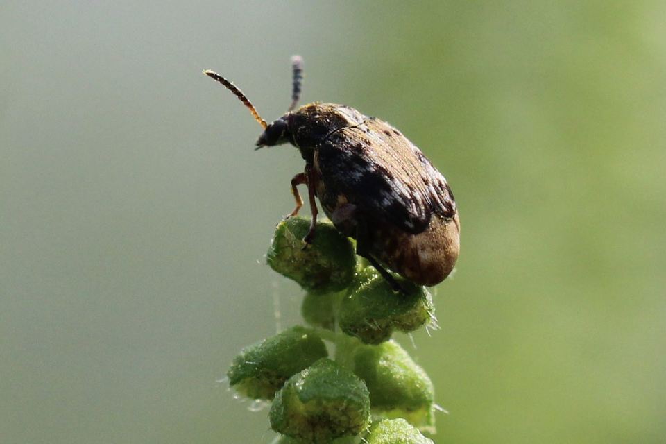 Megabruchidius dorsalis - foltoshátú lepényfazsizsik