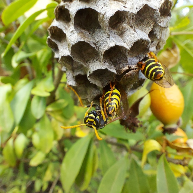 Polistes nimpha - padlásdarázs