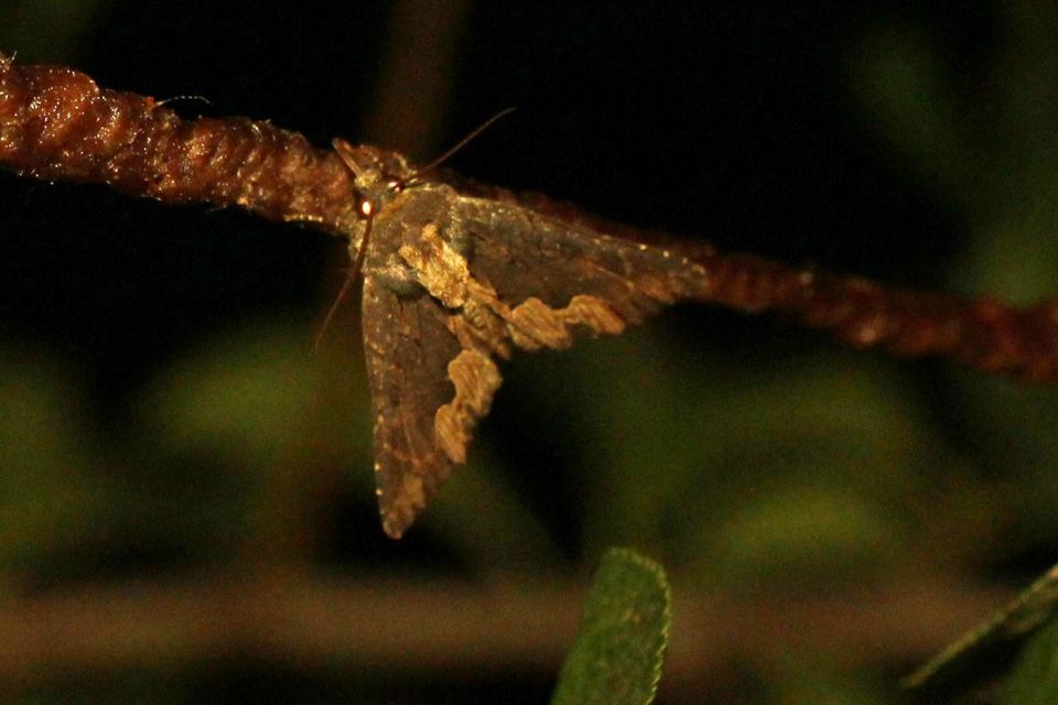 Dypterygia scabriuscula - szurokbarna nyáribagoly