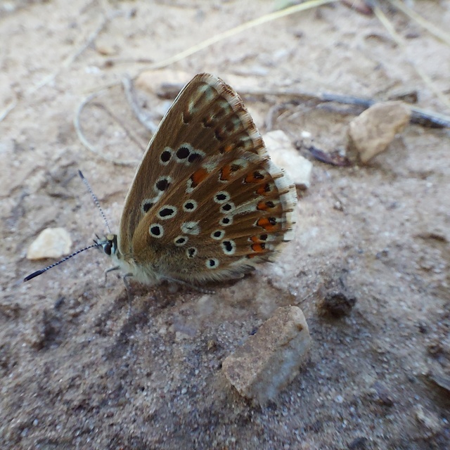 Polyommatus coridon - ezüstkék boglárka