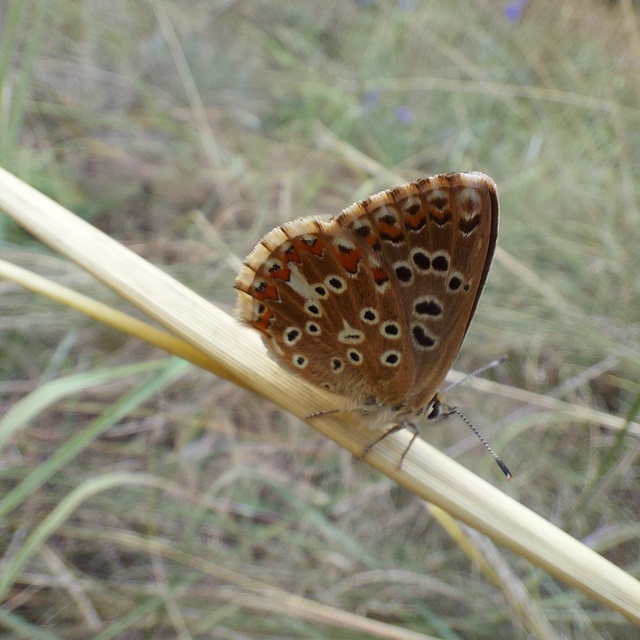 Polyommatus coridon - ezüstkék boglárka