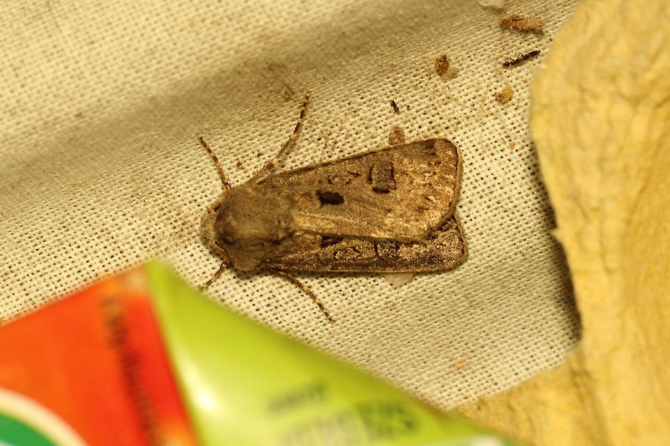 Agrotis bigramma - kétjegyű földibagoly