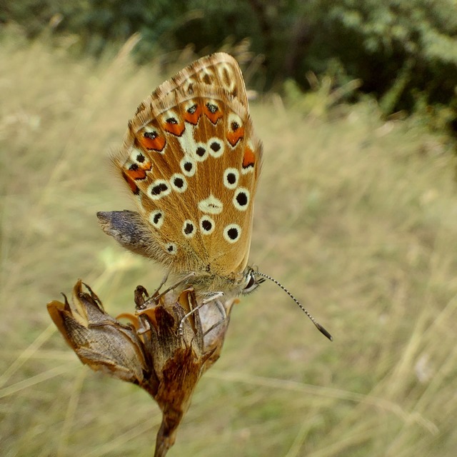 Polyommatus coridon - ezüstkék boglárka