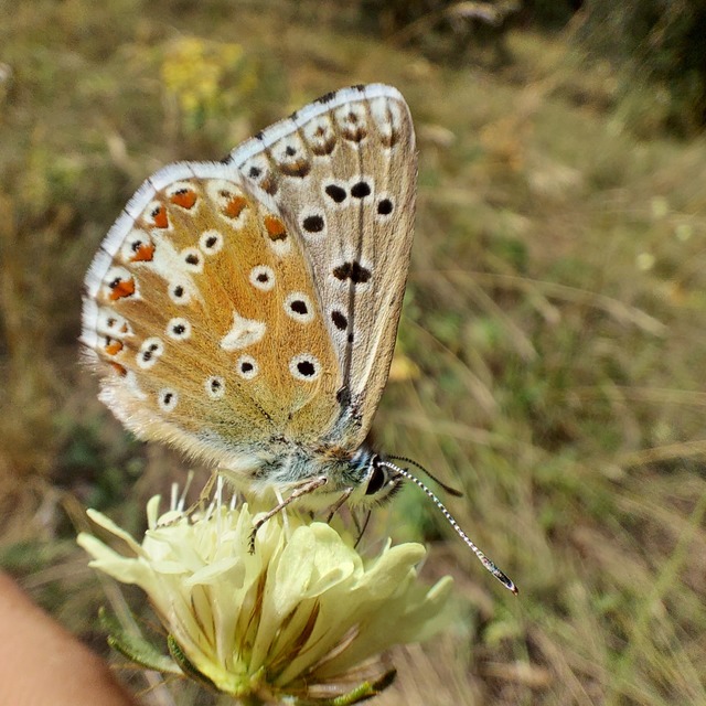 Polyommatus coridon - ezüstkék boglárka