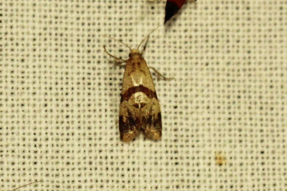 Phalonidia contractana - pipitér-fúrómoly