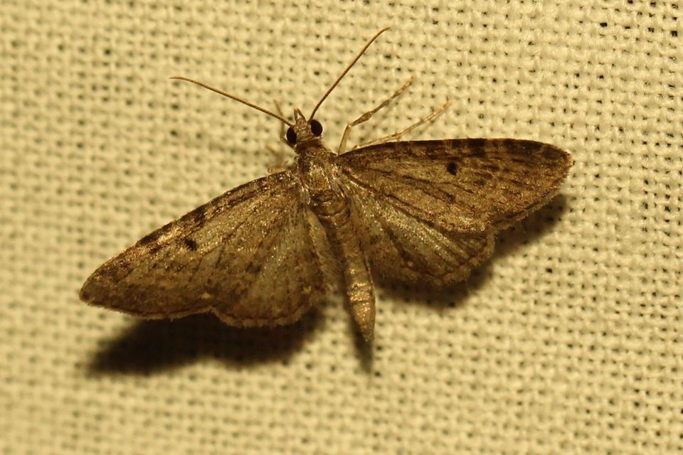 Eupithecia virgaureata - aranyvessző-törpearaszoló