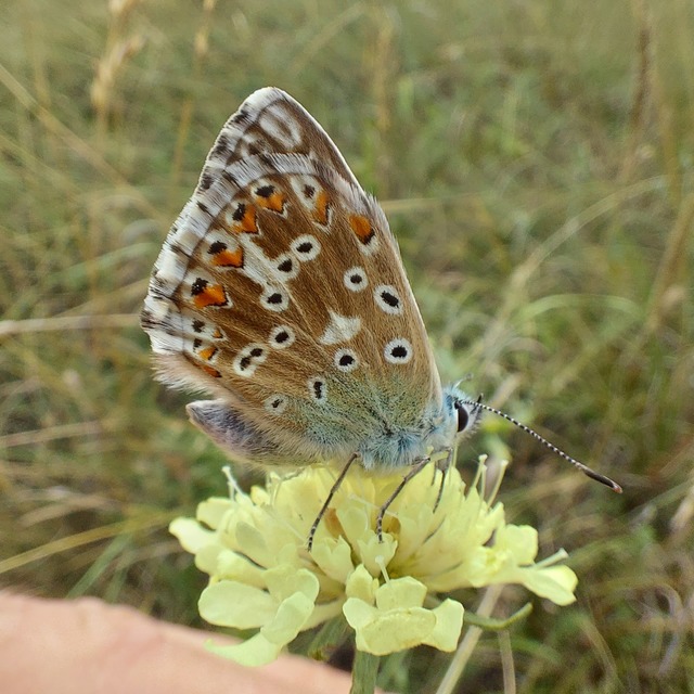 Polyommatus coridon - ezüstkék boglárka