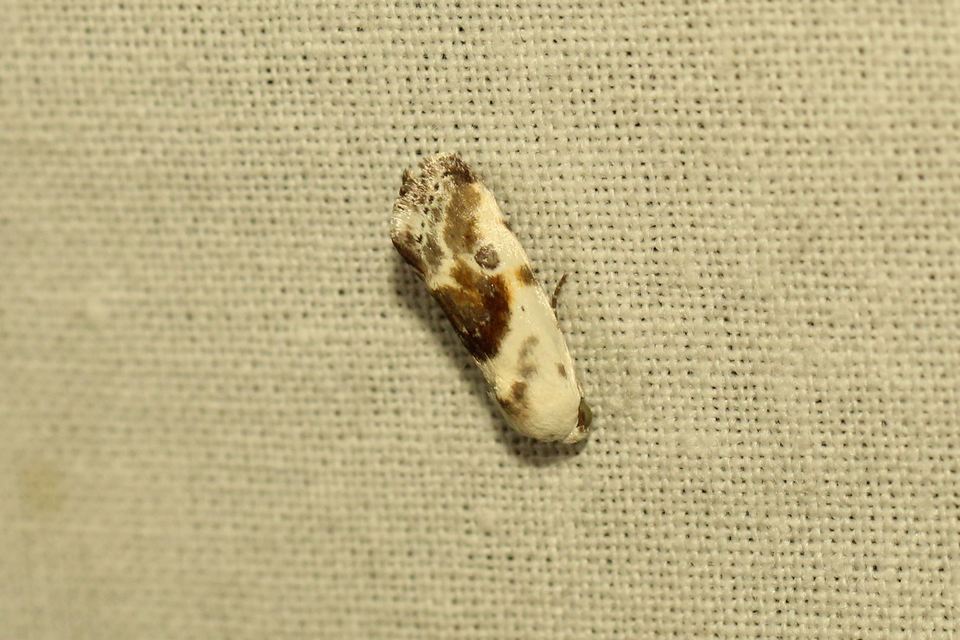 Ponometia candefacta - parlagfűbagoly