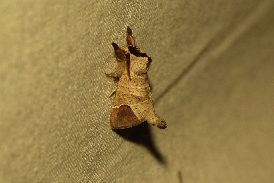 Clostera curtula - rövidszárnyú levélszövő
