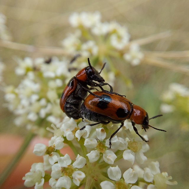 Coptocephala rubicunda - feketelábú hullóbogár