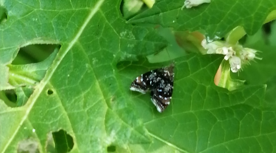 Choreutidae - levélmolyfélék
