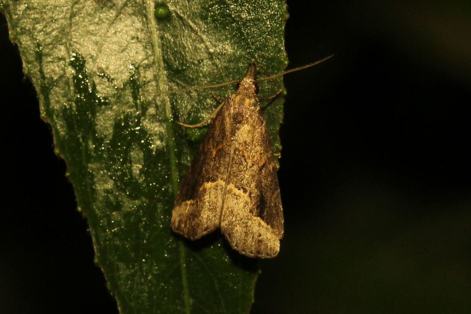 Schrankia costaestrigalis - keskenyszárnyú karcsúbagoly