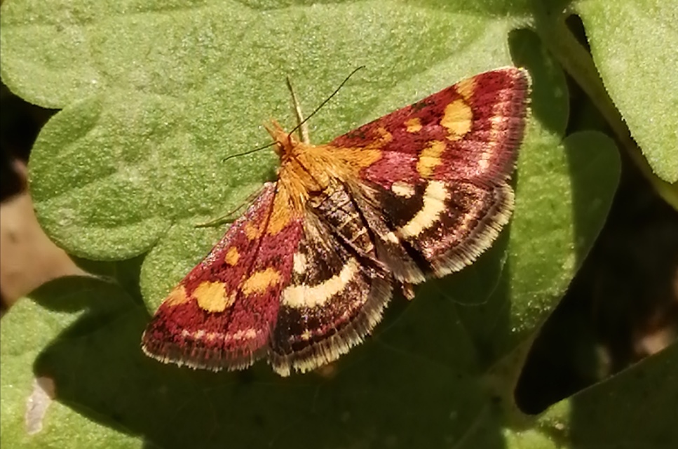 Pyrausta purpuralis - közönséges bíbormoly