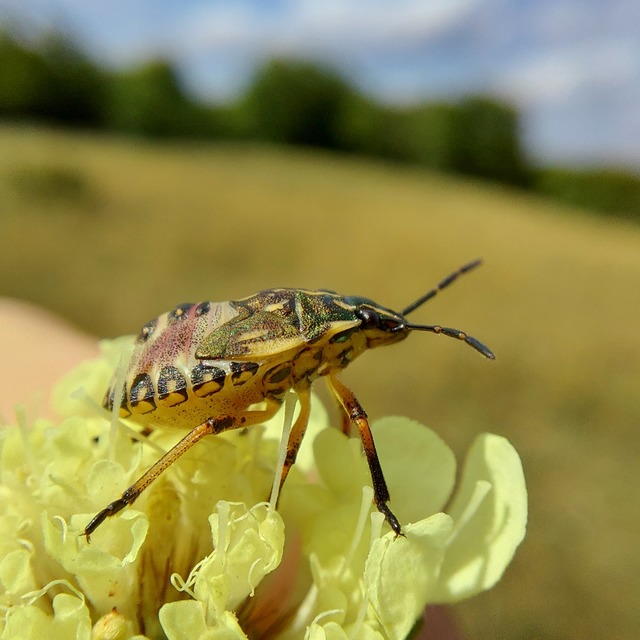 Carpocoris