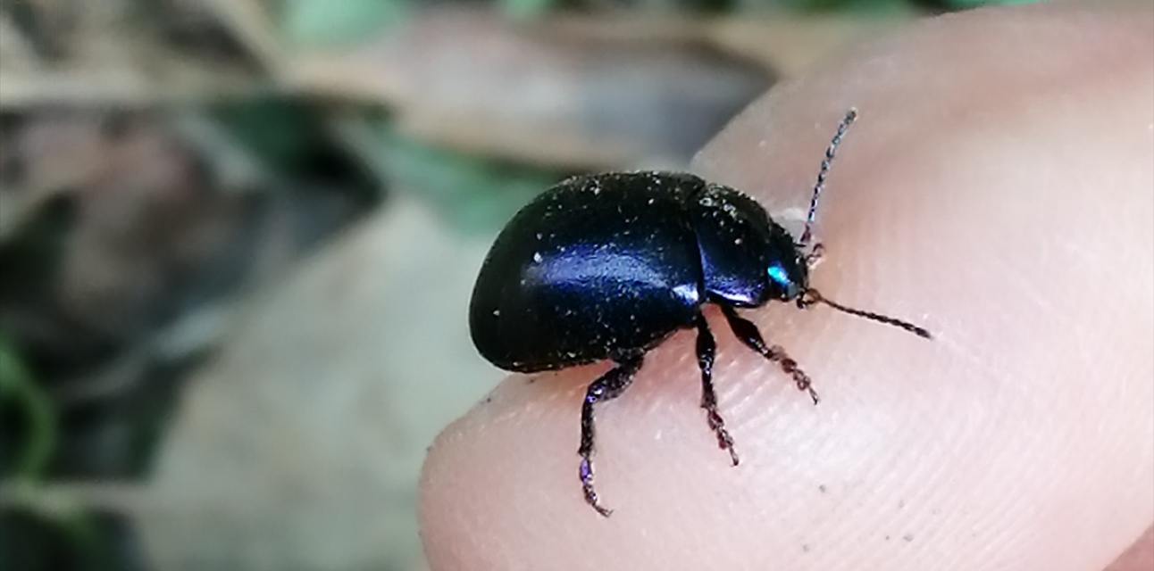 Chrysolina sturmi - vöröslábú levelész