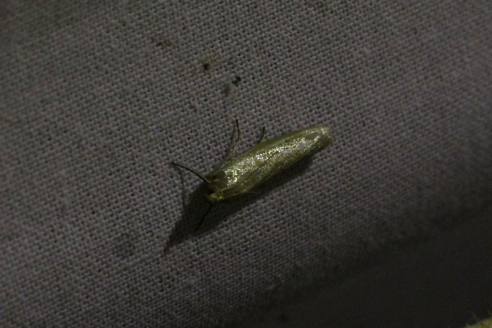 Selagia argyrella - ezüstös karcsúmoly