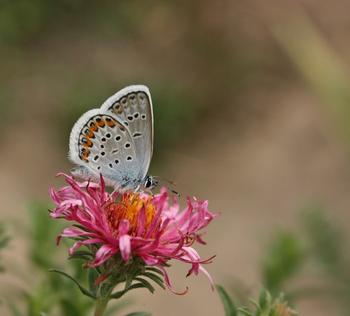 Plebejus argus - ezüstös boglárka