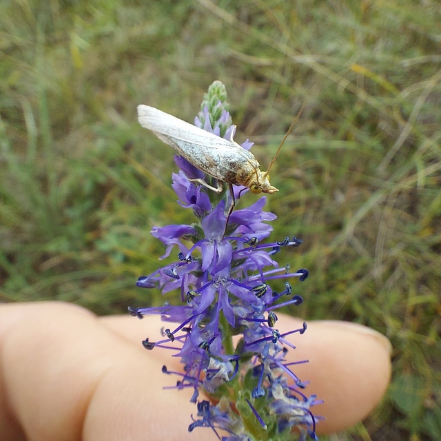 Selagia argyrella - ezüstös karcsúmoly
