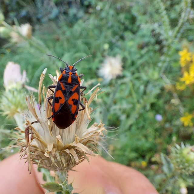 Spilostethus saxatilis - virágbodobács