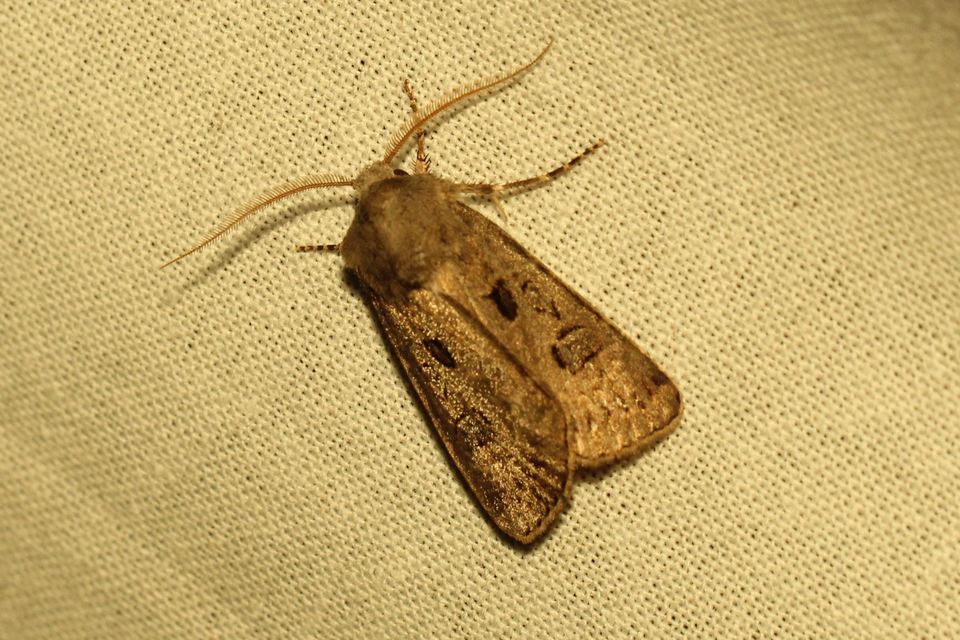 Agrotis bigramma - kétjegyű földibagoly