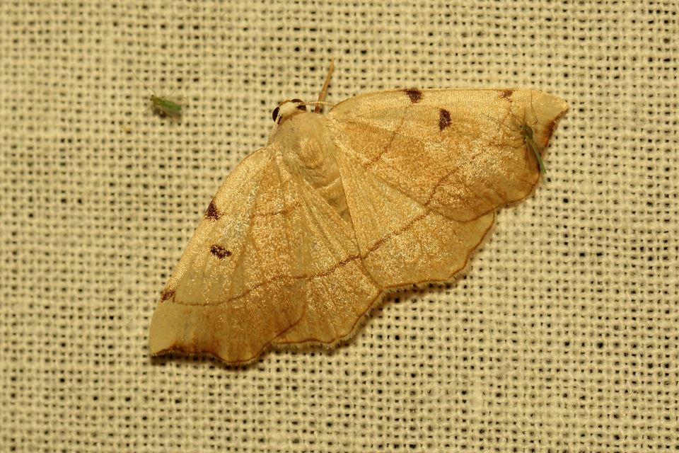 Eilicrinia trinotata - háromjegyű araszoló