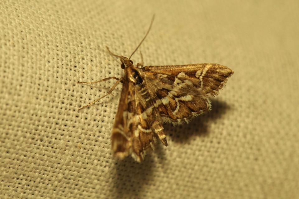 Diasemia reticularis - betűmintás tűzmoly