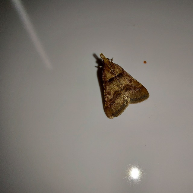 Stemmatophora brunnealis - barna fényilonca