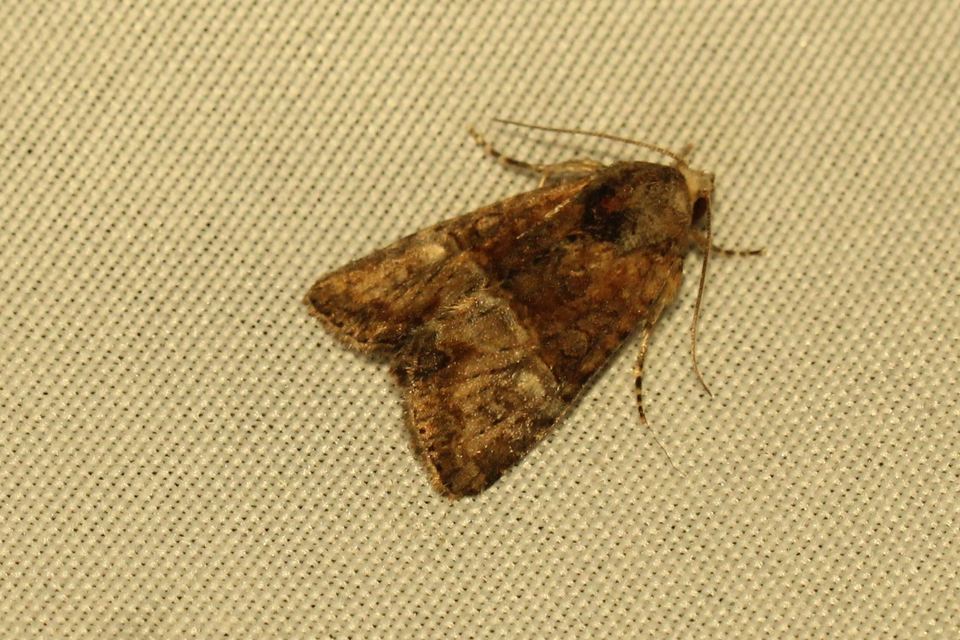 Mesoligia furuncula - kétszínű dudvabagoly