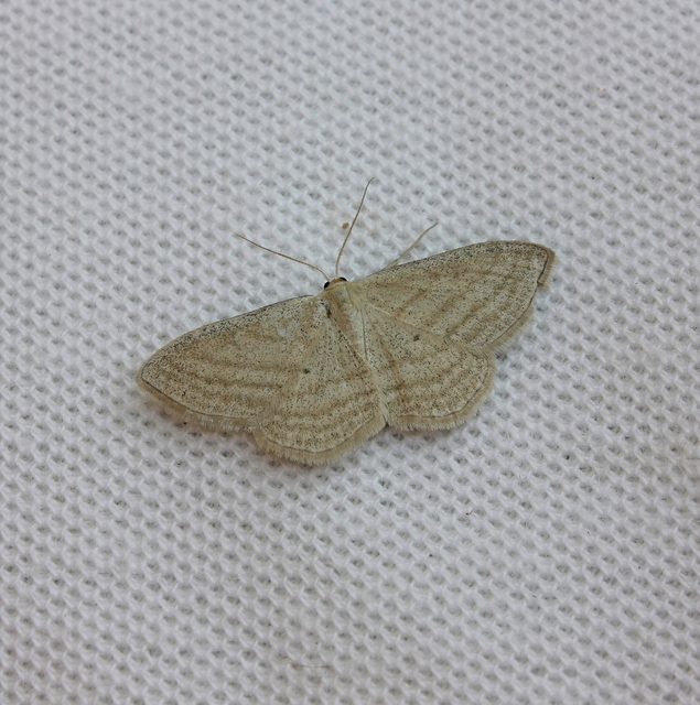 Scopula virgulata - vesszős sávosaraszoló