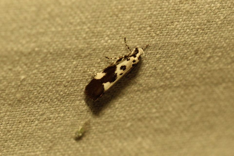 Ethmia quadrillella - gyászos feketemoly